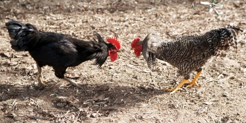 Nắm vững các bí quyết chơi hiệu quả cao