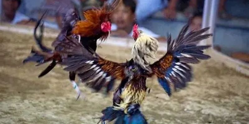 Top loại hình đá gà nên xem